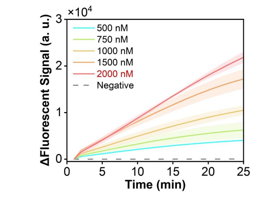 Figure 6 shows the fluorescence curves for optimization of the optimal probe concentration of the simulated plasmid carrying the RSV N gene in the RPA-CRISPR system.