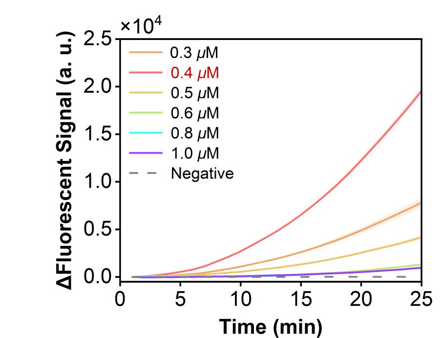 Figure 7  Real-time fluorescence curves of a model plasmid carrying the RSV N gene in the RPA-CRISPR system under different primer-concentration gradients