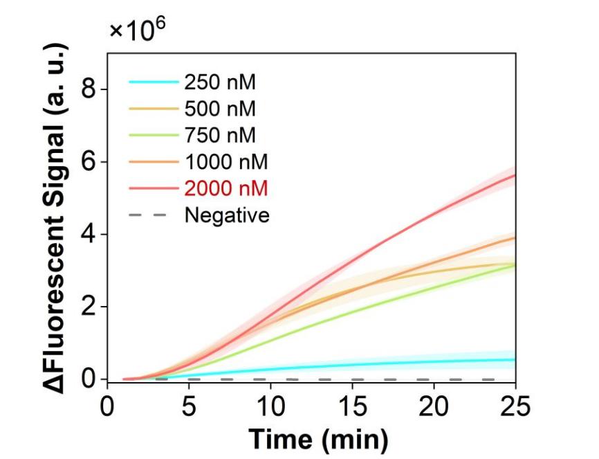 Figure 17 shows the fluorescence curves for optimization of the optimal probe concentration of the simulated plasmid carrying the hMPV-B N gene in the RPA-CRISPR system.