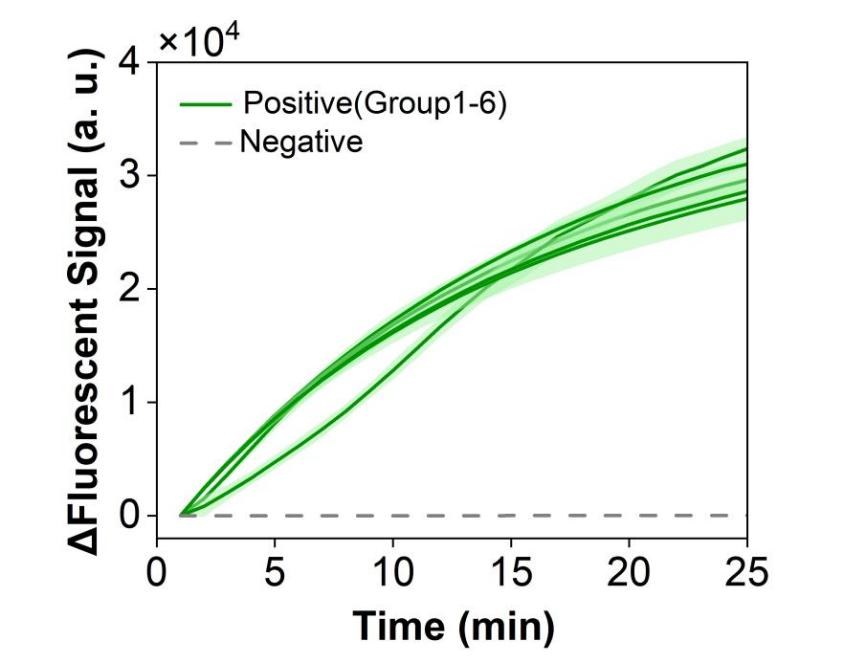 Figure 8 shows the overlaid fluorescence curves from six parallel experiments used to evaluate the repeatability of the RPA-CRISPR system for the simulated plasmid carrying the RSV N gene.