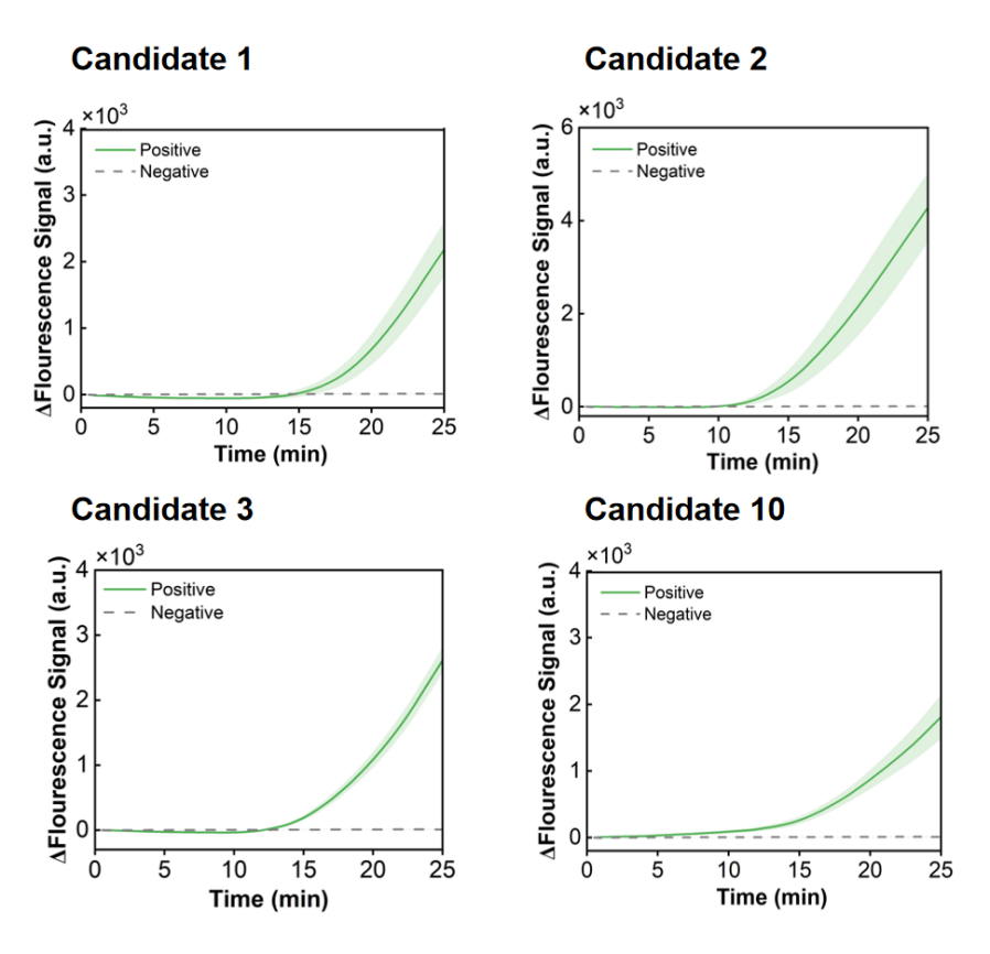 Figure 33 shows the fluorescence curves used to optimize candidate primer-crRNA combinations targeting the BP-IS1663 gene.