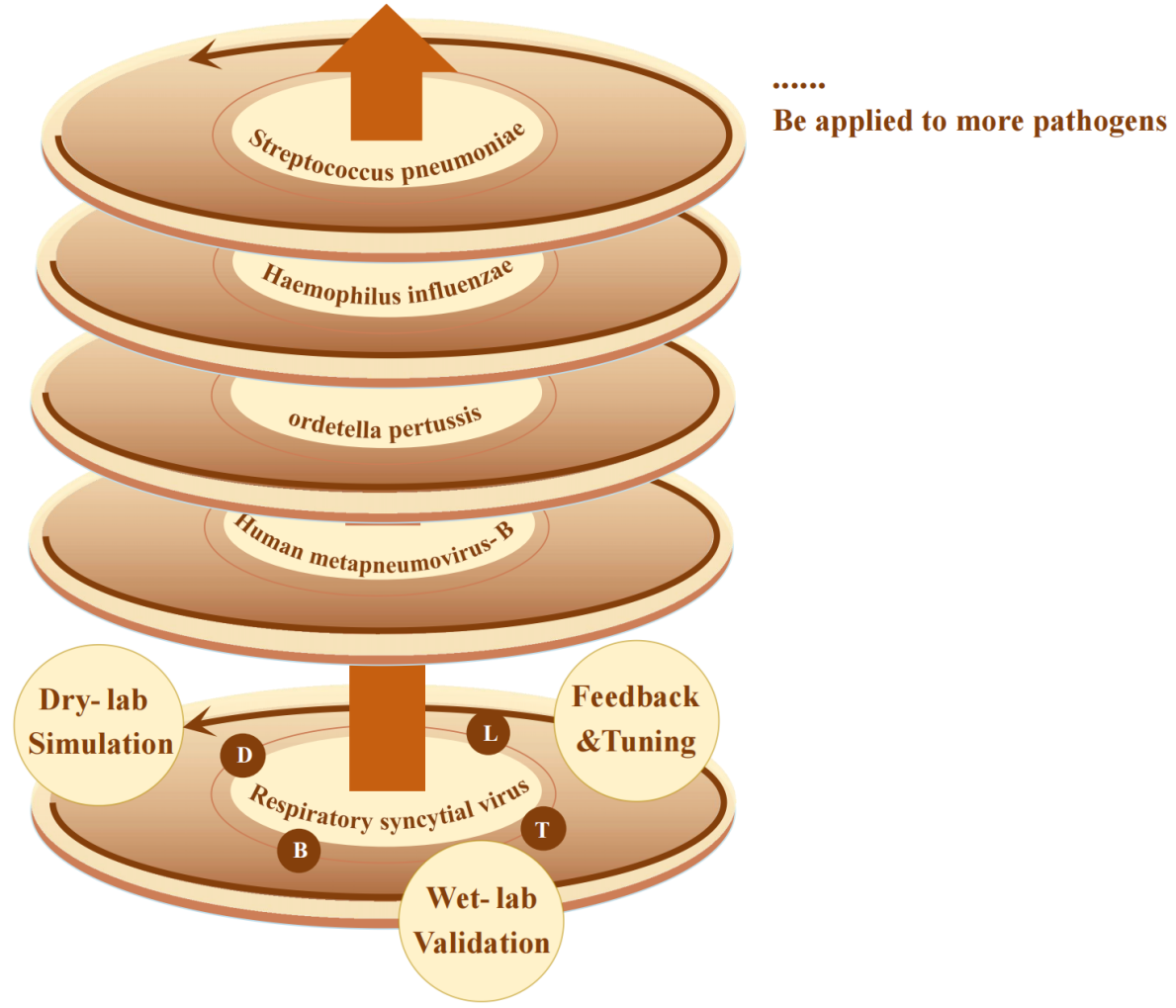 Figure 2 Logical diagram of the closed-loop iterative workflow for the detection project targeting five respiratory pathogens based on the DBTL cycle1