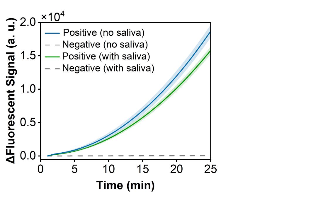 Figure 16  Fluorescence curves for evaluating matrix-interference resistance of the RPA-CRISPR system toward a model plasmid carrying the RSV N gene.