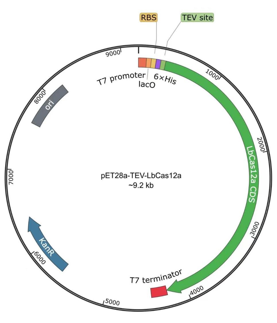 Figure 3  pET28a-TEV-LbCas12a Plasmid Map