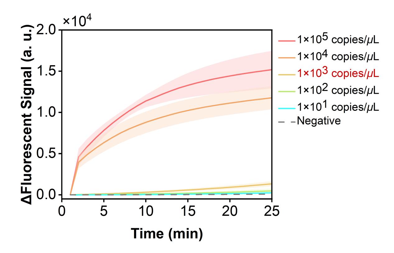 Figure 32  Fluorescence curves for evaluating the sensitivity of the RPA-CRISPR system toward a model plasmid carrying the HI-ompP6 gene