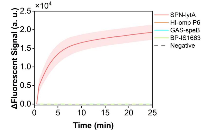 Figure 31 shows the fluorescence curves used to evaluate the specificity of the RPA-CRISPR system for the simulated plasmid carrying the SPN-lytA gene.