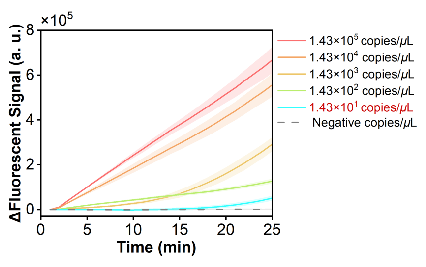 Figure 20 shows the fluorescence curves used to evaluate the sensitivity of the RPA-CRISPR system for the simulated plasmid carrying the hMPV-B N gene.