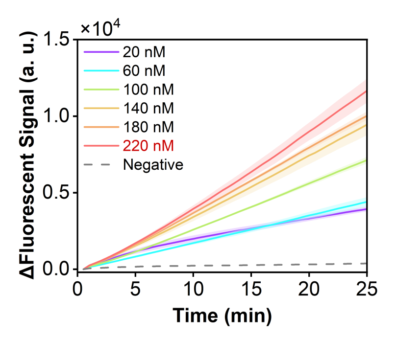 Figure 26 shows the fluorescence curves for optimization of the optimal RNP concentration of the simulated plasmid carrying the SPN-lytA gene in the RPA-CRISPR system.