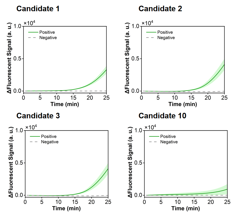 Figure 43 shows the fluorescence curves used to optimize candidate primer-crRNA combinations targeting the HI-ompP6 gene.