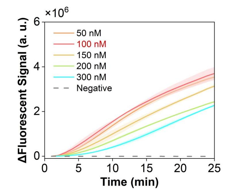 Figure 15 shows the fluorescence curves for optimization of the optimal RNP concentration of the simulated plasmid carrying the hMPV-B N gene in the RPA-CRISPR system.