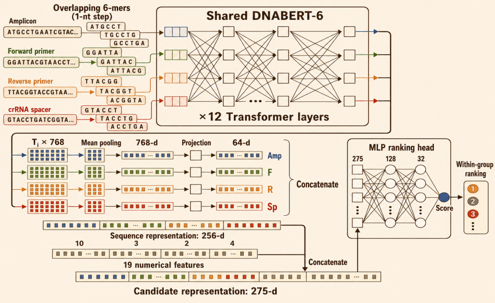 Figure 4  Workflow of the DNABERT-6 Model