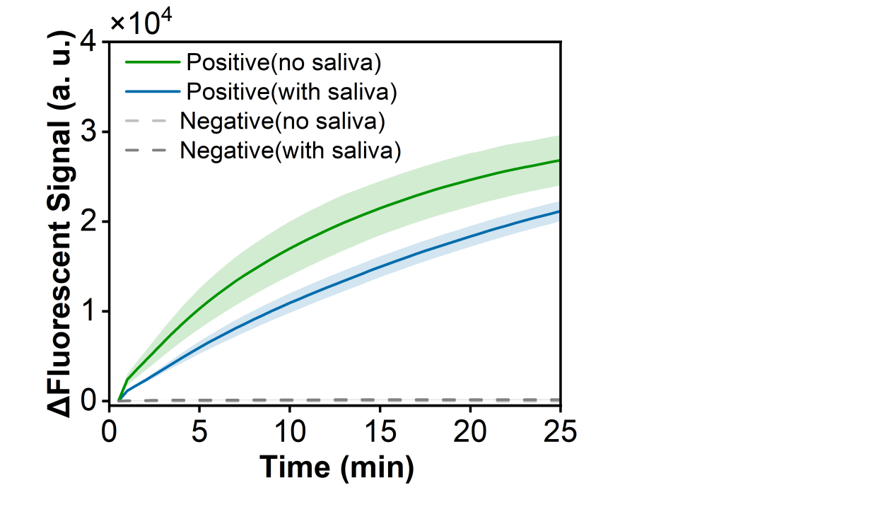 Figure 36  Fluorescence curves for evaluating matrix-interference resistance of the RPA-CRISPR system toward a model plasmid carrying the HI-ompP6 gene