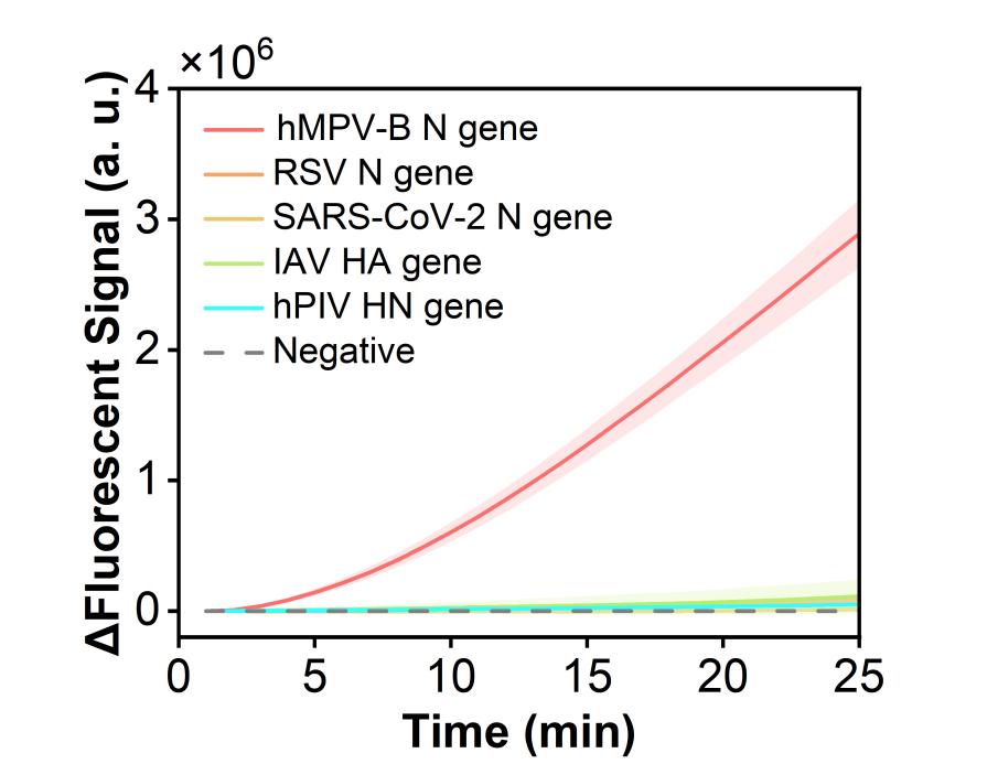 Figure 18  Fluorescence curves for evaluating the specificity of the RPA-CRISPR system toward a model plasmid carrying the hMPV-B N gene