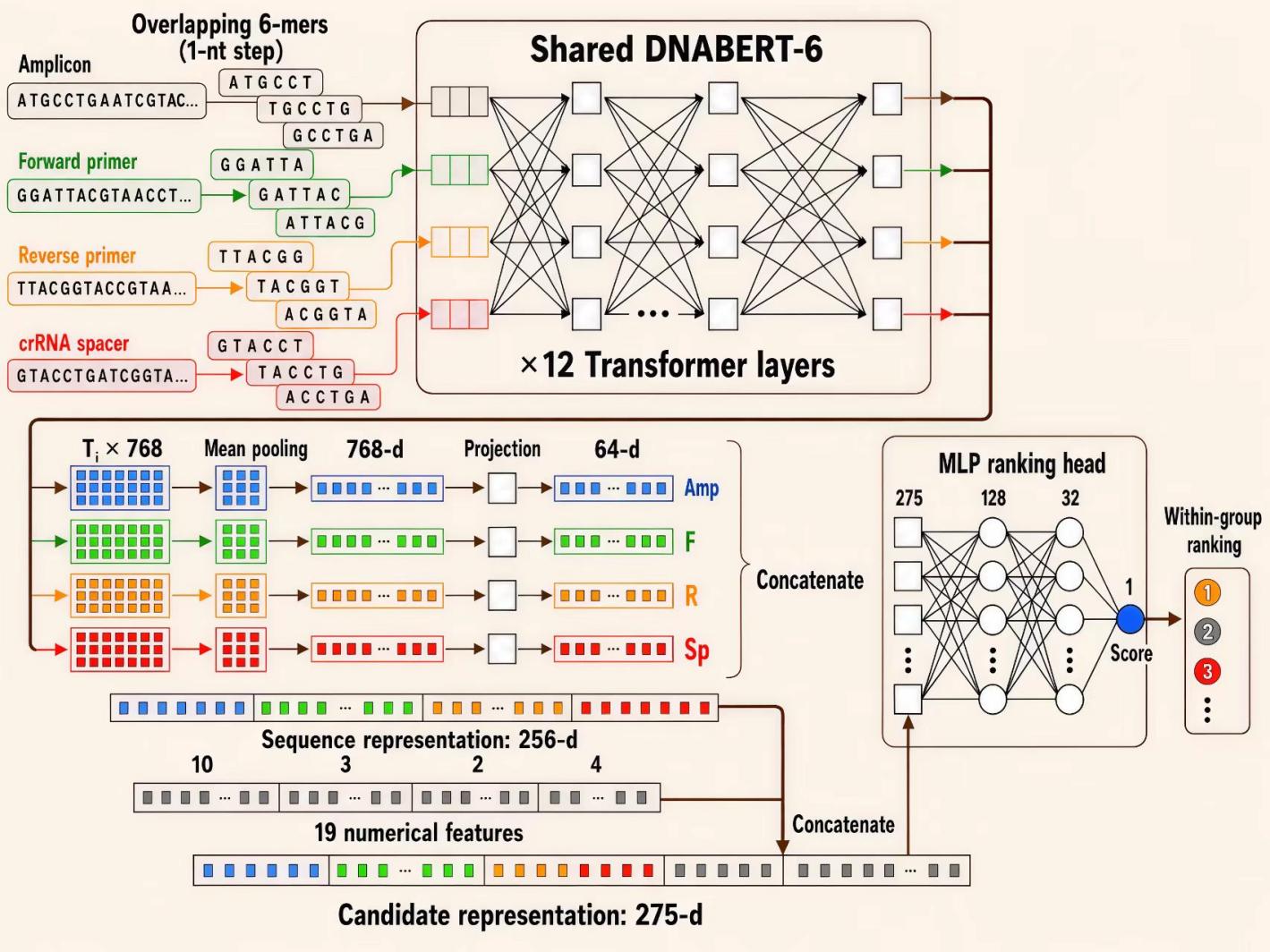 Schematic of the machine-learning model