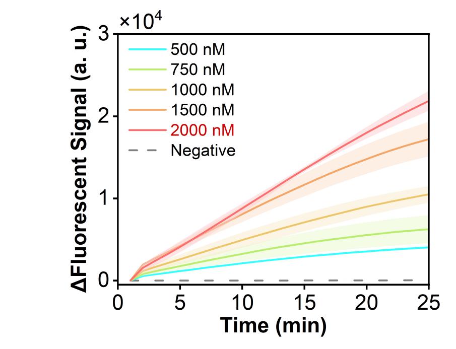 Figure 10  Fluorescence curves for probe concentration optimization of the model plasmid carrying the RSV N gene in the RPA-CRISPR system