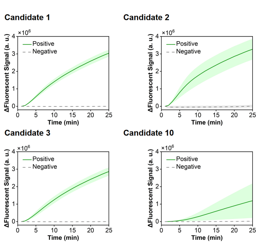 Figure 12 shows the fluorescence curves used to optimize candidate primer-crRNA combinations targeting the hMPV-B N gene.