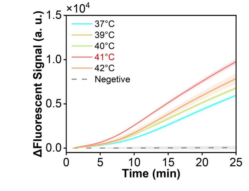 Figure 2 shows the fluorescence curves for optimization of the optimal reaction temperature of the simulated plasmid carrying the RSV N gene in the RPA-CRISPR system.