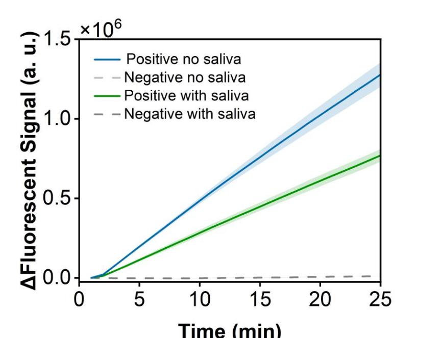 Figure 22 shows the fluorescence curves used to evaluate resistance to matrix interference of the RPA-CRISPR system for the simulated plasmid carrying the hMPV-B N gene.