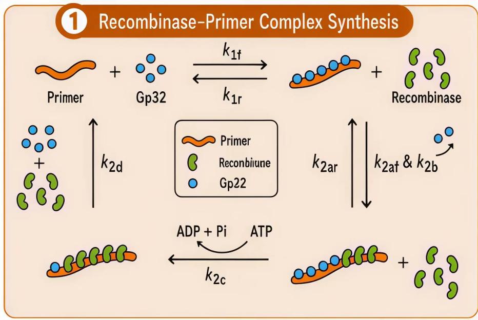 Schematic of recombinase-primer complex synthesis