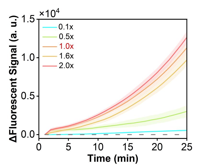 Figure 6  Real-time fluorescence curves of a model plasmid carrying the RSV N gene in the RPA-CRISPR system under different enzyme-concentration gradients