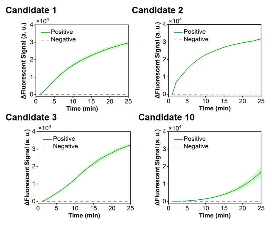 Figure 1 shows the fluorescence curves used to optimize candidate primer-crRNA combinations targeting the RSV N gene.