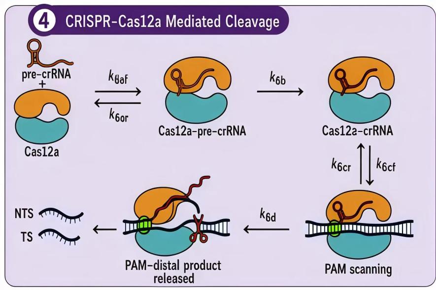 Schematic of CRISPR/Cas12a assembly and cleavage