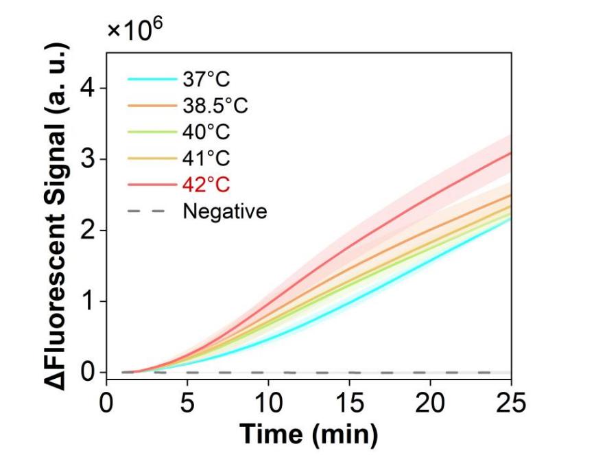 Figure 13 shows the fluorescence curves for optimization of the optimal reaction temperature of the simulated plasmid carrying the hMPV-B N gene in the RPA-CRISPR system.