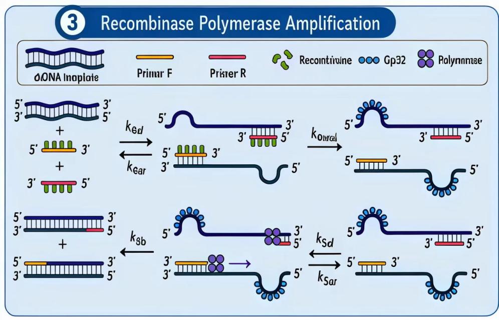 Schematic of recombinase polymerase amplification