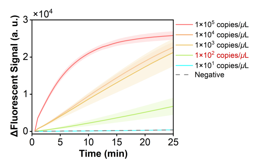 Figure 30 shows the fluorescence curves used to evaluate the sensitivity of the RPA-CRISPR system for the simulated plasmid carrying the SPN-lytA gene.