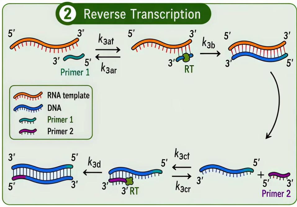 Schematic of RNA reverse transcription