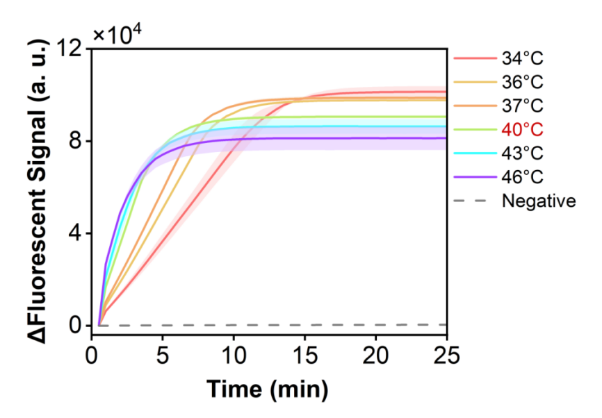 Figure 24 shows the fluorescence curves for optimization of the optimal reaction temperature of the simulated plasmid carrying the SPN-lytA gene in the RPA-CRISPR system.