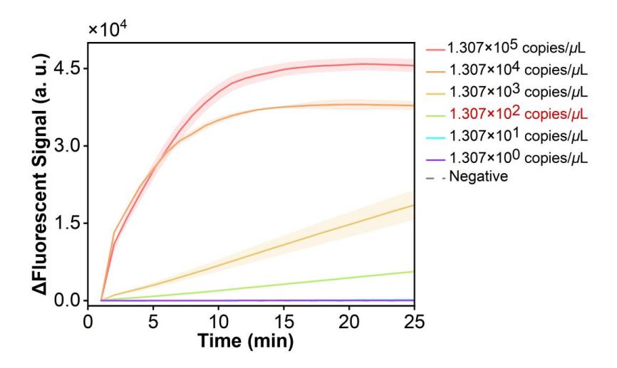 Figure 9 shows the fluorescence curves used to evaluate the sensitivity of the RPA-CRISPR system for the simulated plasmid carrying the RSV N gene.