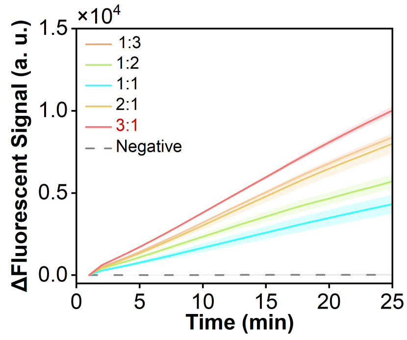 Figure 11  Fluorescence curves for RNP ratio optimization of the model plasmid carrying the RSV N gene in the RPA-CRISPR system