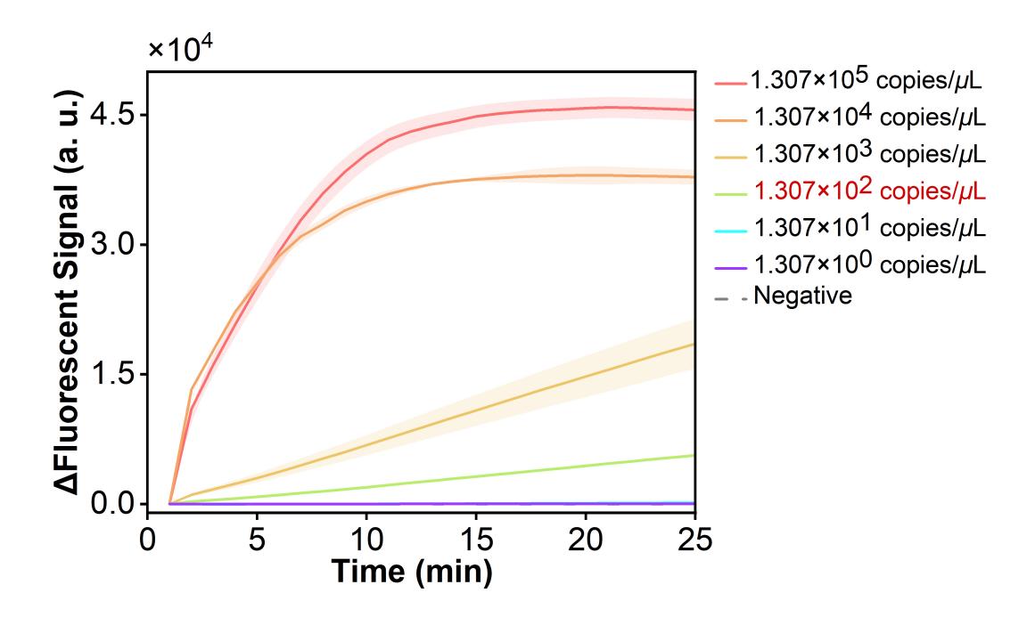 Figure 12  Fluorescence curves for evaluating the sensitivity of the RPA-CRISPR system toward a model plasmid carrying the RSV N gene