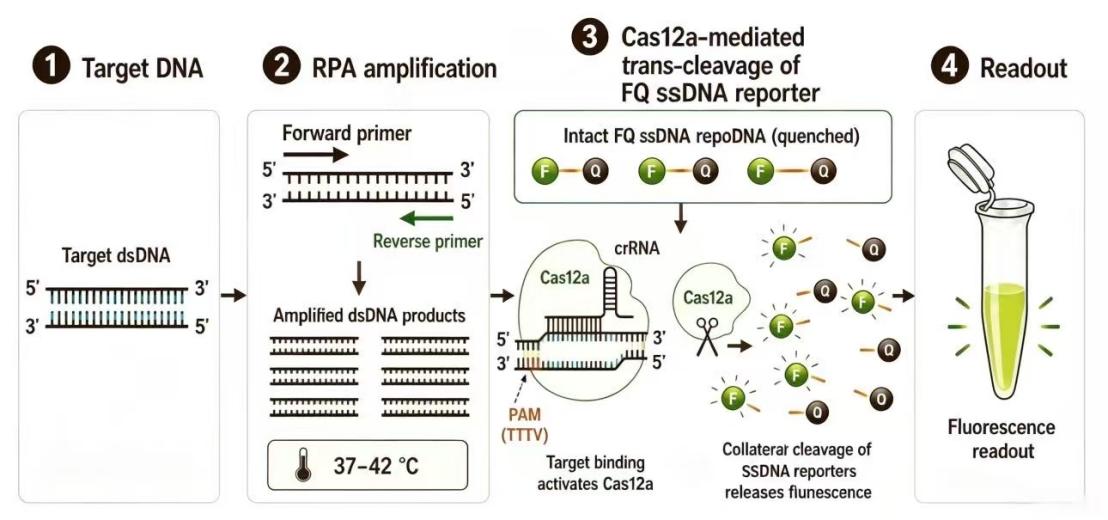 Figure 1 Schematic diagram of the RPA-CRISPR principle. Steps ① and ② show the process of RPA isothermal amplification, while steps ③ and ④ show CRISPR/Cas12a-specific trans-cleavage.